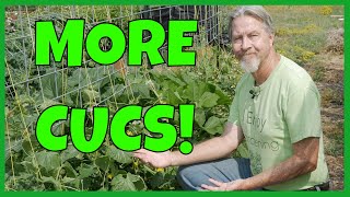 Growing Taro Root Plant  Tips amp Harvest [upl. by Felicidad]