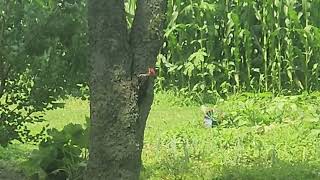 Ivory Billed Woodpecker in our backyard today Wednesday July 26th Johnstown Ohio [upl. by Ahsemot]