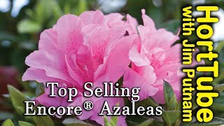 Top 10 Encore® Azaleas  Repeat Flowering Azaleas [upl. by Raseta]