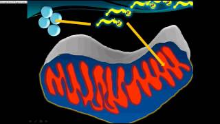 transporte de acidos grasos carnitina acilcarnitina [upl. by Enhpad]