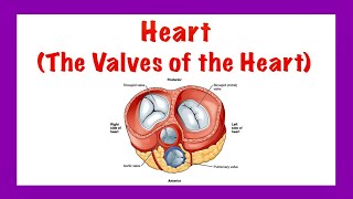 Heart The Valves of the Heart Thorax [upl. by Thordis762]