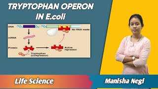 Tryptophan operon system by repressorcorepressor complex  Life Science  avyan ias academy [upl. by Giarc]