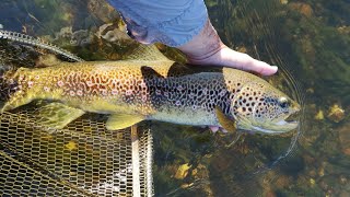 Pescando truchones a mosca seca y ninfa en el coto del Chorrón Rio Tormes    Fly fishing trout [upl. by Tedie720]