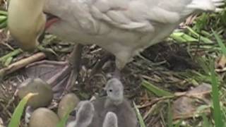 Mothers Day Swans 2011 [upl. by Partridge]