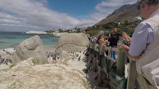 African penguins  Boulder Beach [upl. by Aimaj955]