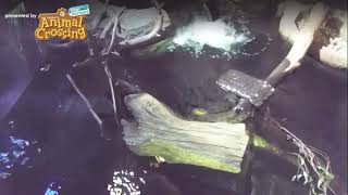 Platypus Cam Live [upl. by Pris145]