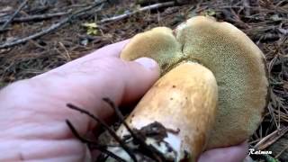 BOLETUS BADIUS O BOLETO BAYO [upl. by Reinwald]