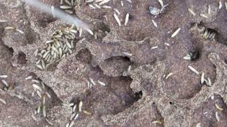 Termites nest  Τερμίτες  Cyprus [upl. by Ecilef]