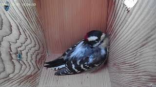 Downy Woodpecker Roosting Ritual [upl. by Allecnirp527]