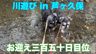 【ミニチュアシュナウザー多頭飼い】 お迎え三百五十日目位 ちょっと冷たかった川遊び ミニチュアシュナウザー川遊び 犬川遊び 犬道の駅川遊び ミニチュアシュナウザー多頭飼い しろくろチャンネル [upl. by Bidle730]