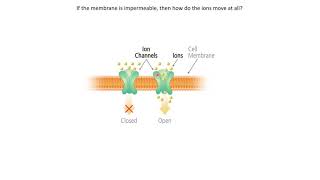 The Excitable Cell And Resting Membrane Animation [upl. by Annahpos]