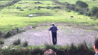 Demonstration Sheep Herding in Ireland [upl. by Schaper603]