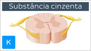 Substância cinzenta da medula espinal prévia  Anatomia Humana  Kenhub [upl. by Turrell]