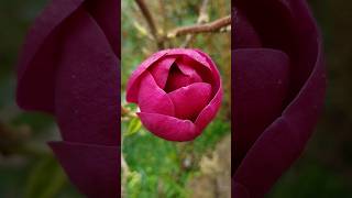 Amazingly perfumed Black Tulip Magnolia [upl. by Allbee971]