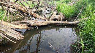 “BEAVERS FLOOD GATES FALL” Beaver Dam Removal Unleashes Floods Fury [upl. by Buderus395]