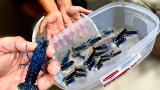 Breeding My Own 1 Million Blue Lobster Crawfish Army at HOME [upl. by Lorre525]