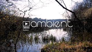 Primal Marshland nature sounds  1 hr  Ancient Swamp Forested lakeside Ambience [upl. by Nolak711]