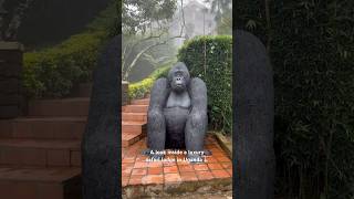 Inside a Luxury Safari Lodge Nkuringo Bwindi Gorilla Uganda [upl. by Nylirem159]