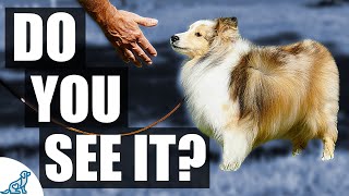 What To Do About Your Dogs Separation Anxiety [upl. by Ynottirb]