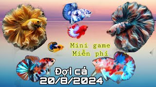 Đợt cá betta 2082024 koi metalic muticorlor galaxy Nemo red fancy cá giống đẹp [upl. by Woodie]