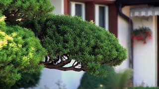 Gartenbonsai schneiden  Zeitpunkt Standort Pflege und Düngung [upl. by Belldame]