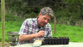 Growing Chickpeas  How to sow and grow Chickpeas [upl. by Juan727]