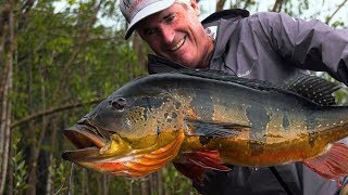 Amazon Peacock Bass  Jungle Fly Fishing with the Pinawaca by Todd Moen [upl. by Kenn]