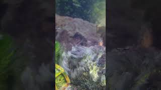 JEWEL CICHLID FRY [upl. by Annoeik]