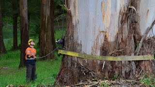 70 Metre Dead Mountain Ash Tree Removals [upl. by Sudnor]