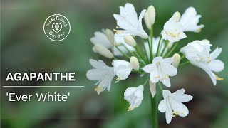 Agapanthe Ever White  Une floraison blanche lumineuse et estivale [upl. by Eixel176]