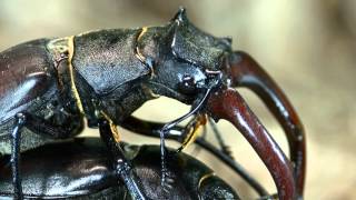 Lucanus cervus mating [upl. by Leiba]