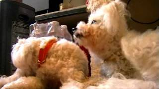 BICHONS FRISES UNE VIE DE CHIEN [upl. by Kciwdahc904]