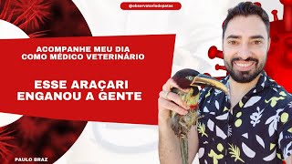 Araçari como um veterinário cuida de uma ave como esta [upl. by Aivon]