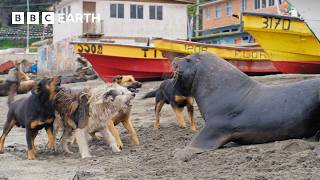 Sea Lions vs Dogs  4K UHD  Mammals  BBC Earth [upl. by Ylaek353]