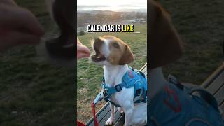 The calendar is like WTF  dog rescuedog jackrussell [upl. by Jo Ann]