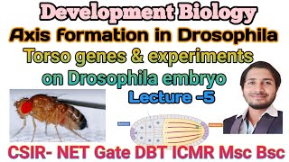 Axis formation in DrosophilaL5 Torso gene concept amp experiments on Drosophila embryo CSIR net [upl. by Eidnar50]