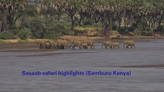 Sasaab safari Samburu Kenya highlights 2024 [upl. by Delfine983]