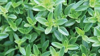 How to Grow Perennial Herbs [upl. by Lowrance]