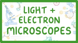 GCSE Biology  What Is The Difference Between Light And Electron Microscopes 6 [upl. by Nautna]