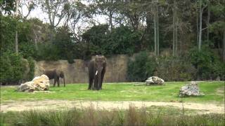 Kilimanjaro Safaris Animal Kingdom Walt Disney World HD  Winter [upl. by Ahsatan800]