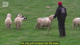 International Sheep Dog Trial 2016 [upl. by Nepsa253]