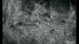 Highspeed  Mohave Rattlesnake strike missing a kangaroo rat [upl. by Esille]