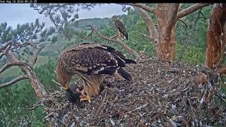 Гнездо солнечных орлов Алтына и НовыEastern imperial eagles AltynampNova 18082024 0910 [upl. by Marston]