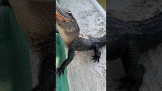 Gator Boys Paul attempting a little over the glass wall gator feeding Second time’s a charm  Gulp [upl. by Kramer]