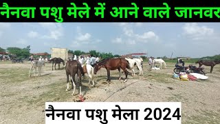 नैनवा पशु मेला के पूरे जानवर नैनवा पशु मेला 2024  Nainwa pashu mela Nainwa horse fair 2024 [upl. by Brigitte]