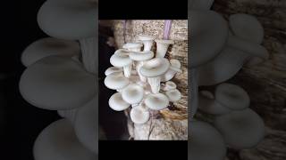 The mushroom Growth Cycle  mushroom ki kheti kaise karen mushroom মাশরুম [upl. by Carmelita]