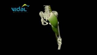 FLEXÃO E EXTENSÃO DO QUADRIL  Vidal [upl. by Ragen]