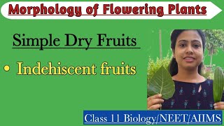 Fruits  Simple Dry Indehiscent Fruit  Morphology of Flowering Plants  Class 11 Biology NEET AIIMS [upl. by Eecal]