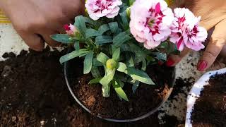 82 How to grow Dianthus [upl. by Innad]