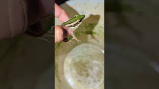 Catching frog prank video funny  frogs funny moments for fun  Funny comedy frog  Tep longheng fun [upl. by Auhsot879]